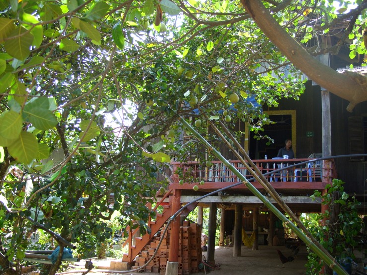Pomelo Homestay front side with chairs and balcony and pomelo tree